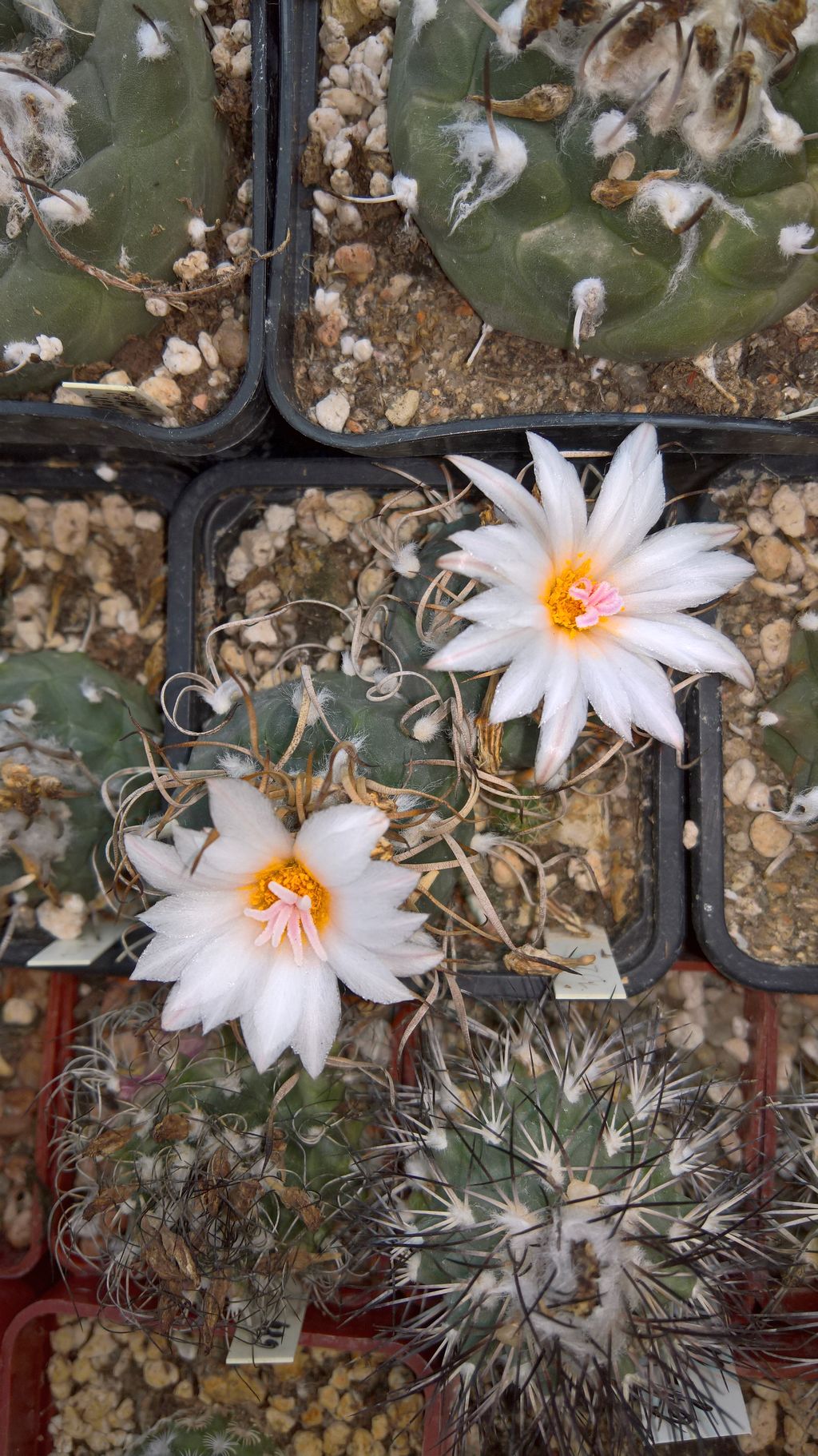 Turbinicarpus macrochele